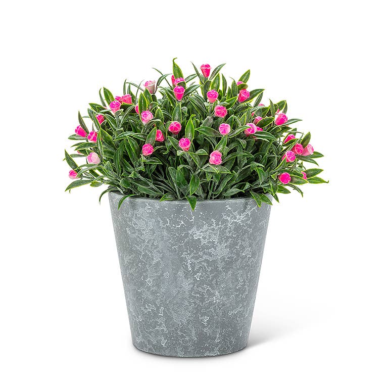 Pink Flowering Plant