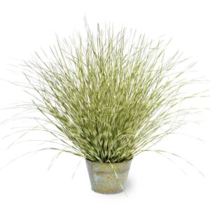 20" Zebra Grass